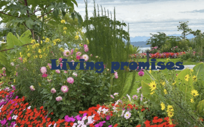 Living promises, vibrant faith